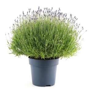 GROW by OBI Felice levendula sötét cserépben, lila virágokkal. Illatos dísznövény erkélyre és kertbe.