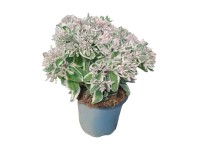 Sedum La vie en Rose 14 cm