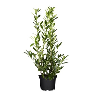 Cseresznyebabér Caucasica cserépben, 80-100 cm magas, 30 darabos szett sövényhez.