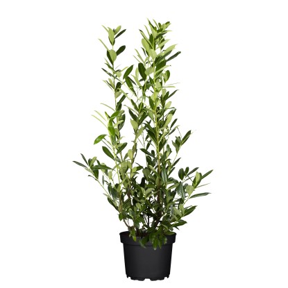 "Caucasica" babérmeggy készlet 30 darab magasság kb. 80-100 cm cserép kb. 5 l