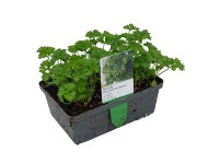 Fodros petrezselyem 6-os tál gyökérbojt kb. 2 x 2 cm Petroselinum Fodros petrezselyem 6-os tál gyökérbojt kb. 2 x 2 cm Petroselinum