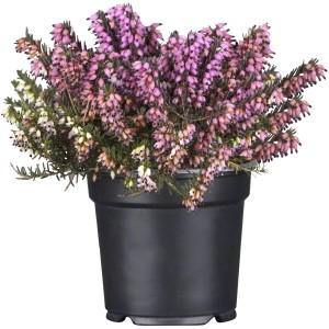 Téli hanga Erica darleyensis '1st Dinner' cserépben, rózsaszín virágok, kb. 10-20 cm magas.