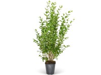 Bükk készlet 30 db magasság kb. 175-200 cm cserép kb. 7,5 l Fagus sylvatica