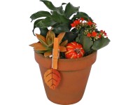 Zöld- és virágos növényekből álló kompozíció agyagcserépben cserépátmérő: kb. 16