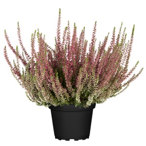 Cserepes Twin Gardengirls bimbós erika, rózsaszín és fehér virágú Calluna vulgaris.