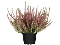 Közönséges csarab Közönséges csarab