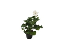 Muskátli álló fehér 10,5 cm Muskátli álló fehér 10,5 cm