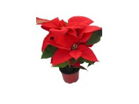 Mikulásvirág Poinsettia extra 10,5 cm