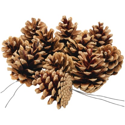 Star Home Decor fenyőtoboz dróton 5-8 cm natúr 5 db