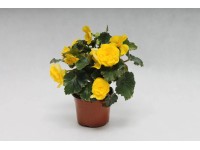 Begonia tuberhybrida ampolnás 27 cm