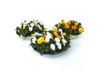 Szarvacskás árvácska válogatás cinkcserépben cserépátmérő kb. 29 cm Viola