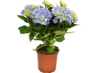Hortenzia (Hydrangea macrophylla) Hortenzia (Hydrangea macrophylla)