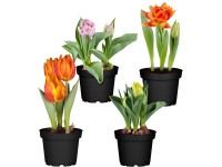 Tulipán mix válogatott fajták mag. kb. 10-15 cm cs.át. kb. 11 cm Tulipa hybriden Tulipán mix válogatott fajták mag. kb. 10-15 cm cs.át. kb. 11 cm Tulipa hybriden