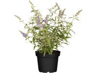 Törpe nyáriorgona Törpe nyáriorgona