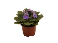 Fokföldi ibolya 9,5 cm-es cserépben Fokföldi ibolya 9,5 cm-es cserépben