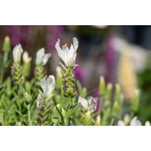 Közeli kép a fehér üstökös levenduláról (Lavandula stoechas Anouk) cserépben.