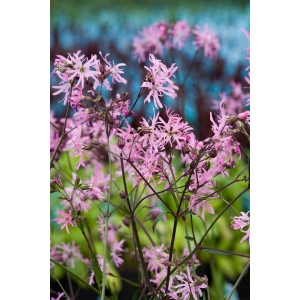 Rózsaszín kakukkszegfű (Lychnis flos-cuculi) cserépben, dekoratív tavi növény.