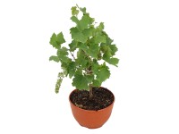 Bortermő szőlő törzs tálban mag. kb. 50-70 cm cserép kb. 25 cm Vitis vinifera Bortermő szőlő törzs tálban mag. kb. 50-70 cm cserép kb. 25 cm Vitis vinifera
