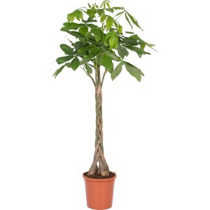 Pachira aquatica (Szerencsepálma) cserépben, fonott törzzsel és zöld levelekkel.