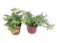 Borostyán cserépátmérő: kb. 9 cm