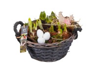 Korai virágválogatás Szürke kosárban cserépátmérő kb. 24 cm