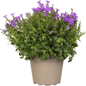 Dalmát harangvirág (Campanula portenschlagiana) cserépben, lila virágokkal.