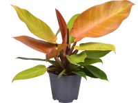 Filodendron Prince of Orange mag. kb. 25-30 cm cserép kb. 14 cm Philodendron