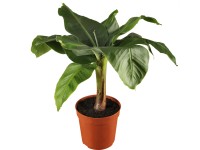 Díszbanán cserépátmérő: kb. 17 cm