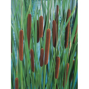 Békaliliom (Typha angustifolia) barna buzogányokkal és zöld levelekkel cserépben.