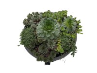 Kültéri pozsgások 7 darabos válogatás magasság kb. 5 cm - 10 cm Kültéri pozsgások 7 darabos válogatás magasság kb. 5 cm - 10 cm