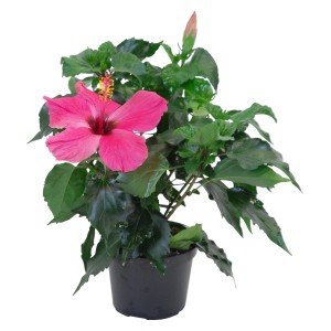 Rózsaszín hibiszkusz cserépben, kb. 11 cm átmérőjű, élénk rózsaszín virággal és zöld levelekkel.