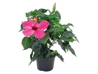 HibisQs különböző színekben cserépátmérő: kb. 12 cm Hibiskus HibisQs különböző színekben cserépátmérő: kb. 12 cm Hibiskus