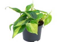 Kúszó filodendron Kúszó filodendron