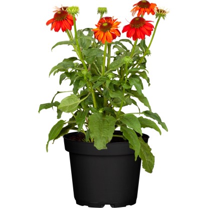 OBI bíbor kasvirág cserépátmérő: kb. 12 cm Echinacea purpurea