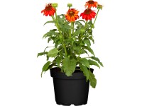 OBI bíbor kasvirág cserépátmérő: kb. 12 cm Echinacea purpurea