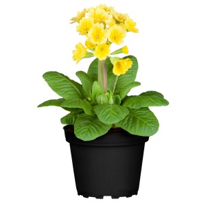 Sárga 'Spring Fever' kankalin cserépben, egy színes tavaszi növény a GROW by OBI-tól.
