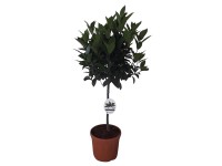 Nemes babér tő cserépátmérő kb. 21 cm Laurus nobilis