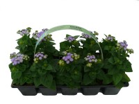 Ageratum Houstonianum 10 pack