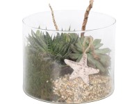 Pozsgás növény kompozíció üvegtálban cserépátmérő: kb. 15 cm Pozsgás növény kompozíció üvegtálban cserépátmérő: kb. 15 cm