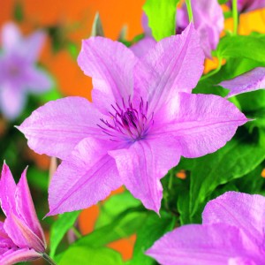 Közeli kép egy rózsaszín Clematis Hagley Hybrid virágról zöld levelekkel.
