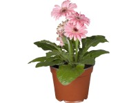 Gerbera 2+ virág rózsaszín cserépátmérő: kb. 12 cm Gerbera 2+ virág rózsaszín cserépátmérő: kb. 12 cm