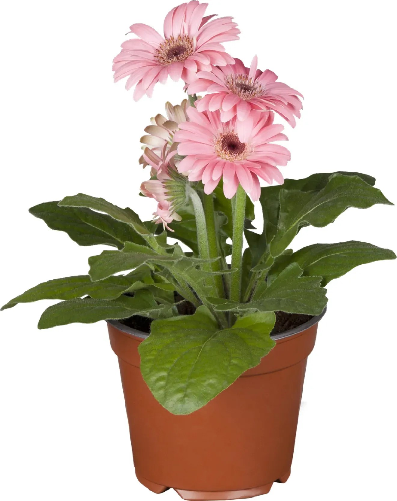 Gerbera 2+ virág rózsaszín cserépátmérő: kb. 12 cm