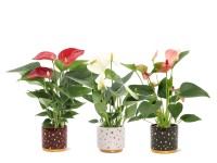 Flamingóvirág válogatás kerámiacserépben cserép át. kb. 7 cm Anthurium andreanum Flamingóvirág válogatás kerámiacserépben cserép át. kb. 7 cm Anthurium andreanum