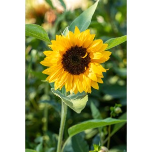 Sárga GROW by OBI napraforgó (Helianthus annuus) álló növényként, nagy virágfejjel.