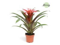 Guzmánia Libby bíborvörös kb. 35-40 cm Guzmania