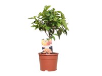 Datolyaszilva-törzs magasság kb. 30 cm - 40 cm cserép kb. 3 l Diospyros kaki