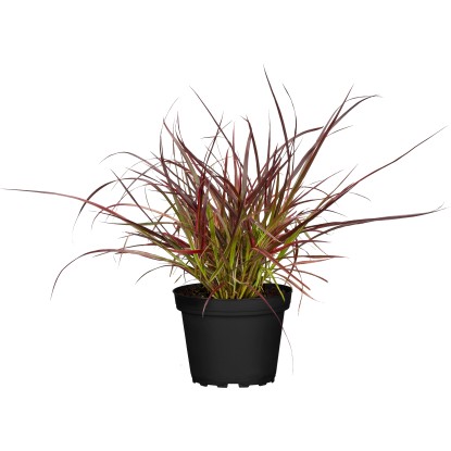 Grow by OBI "Fireworks" tollborzfű sötétpiros cserépátmérő kb. 19 cm