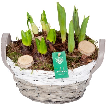 Kompozíció különböző hagymás növényekkel füles kosárban cserépátmérő: kb. 23 cm