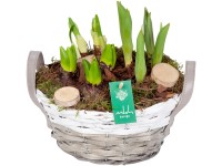 Kompozíció különböző hagymás növényekkel füles kosárban cserépátmérő: kb. 23 cm