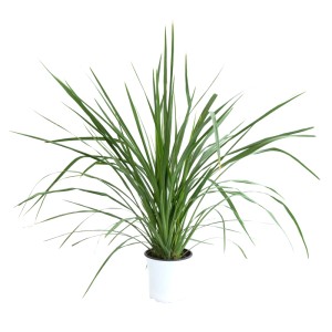 Zöld ausztrál káposztapálma (Cordyline australis) fehér cserépben, kb. 30 cm magas. Dézsás növény félárnyékos vagy napos helyre.